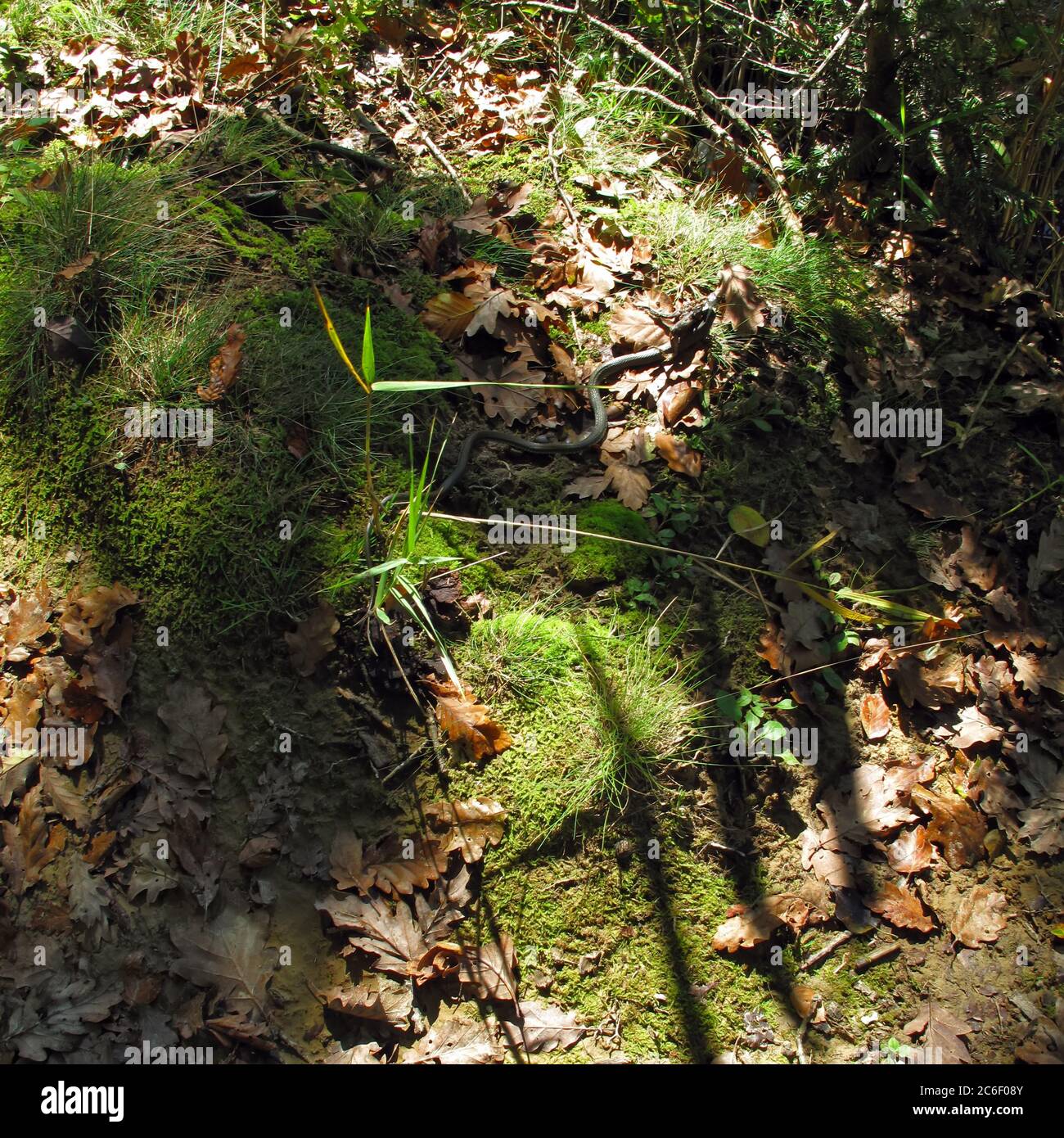 Schlange und ihr Gebetsfrosch auf dem Waldboden Stockfoto