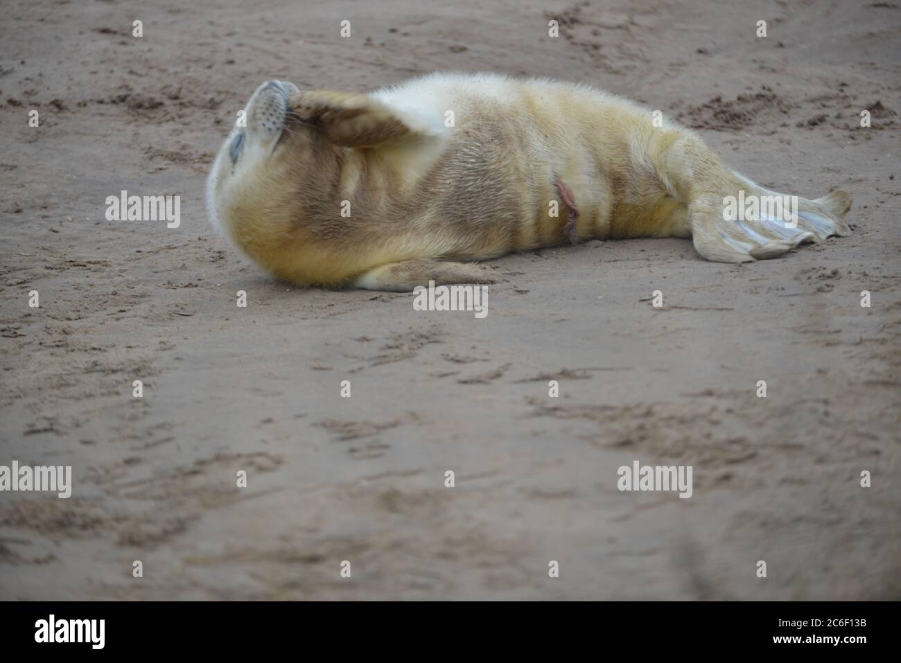 Robben und Robbenjungen bei Donna NOOK, Lincolnshire, Großbritannien Stockfoto