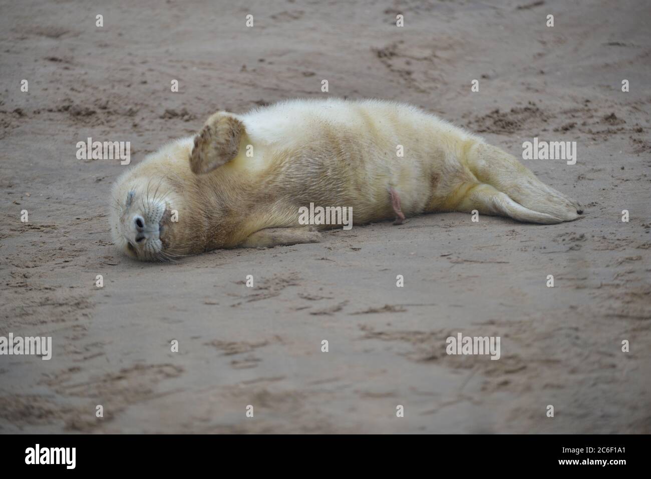 Robben und Robbenjungen bei Donna NOOK, Lincolnshire, Großbritannien Stockfoto