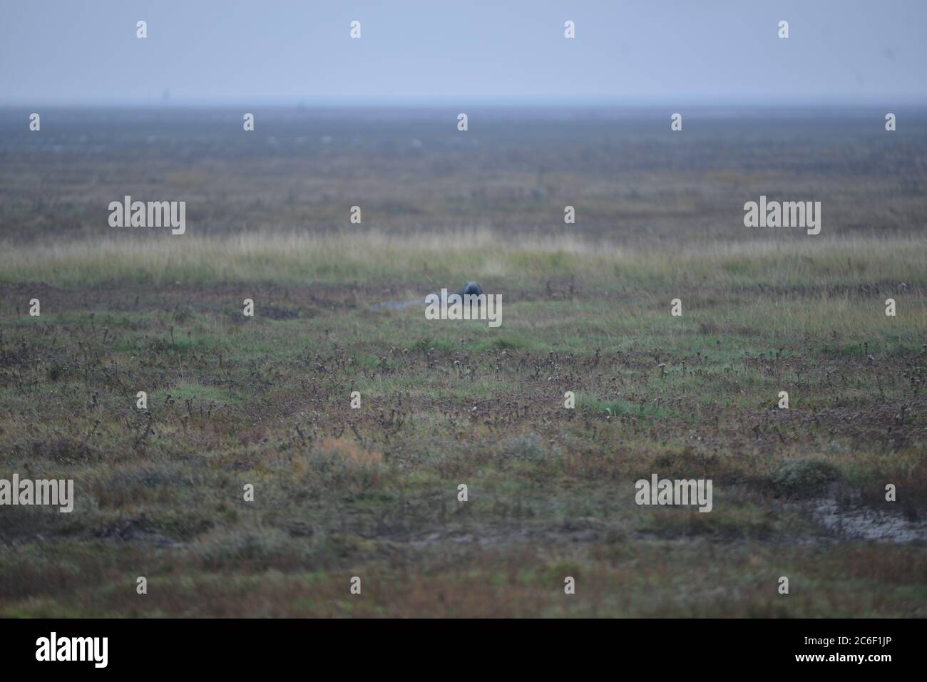 Robben und Robbenjungen bei Donna NOOK, Lincolnshire, Großbritannien Stockfoto