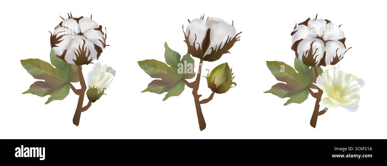 Schöne Baumwollblume realistisch auf weißem Hintergrund, Weichheit, Baumwollwolle, umweltfreundliche Rohstoffe Stock Vektor