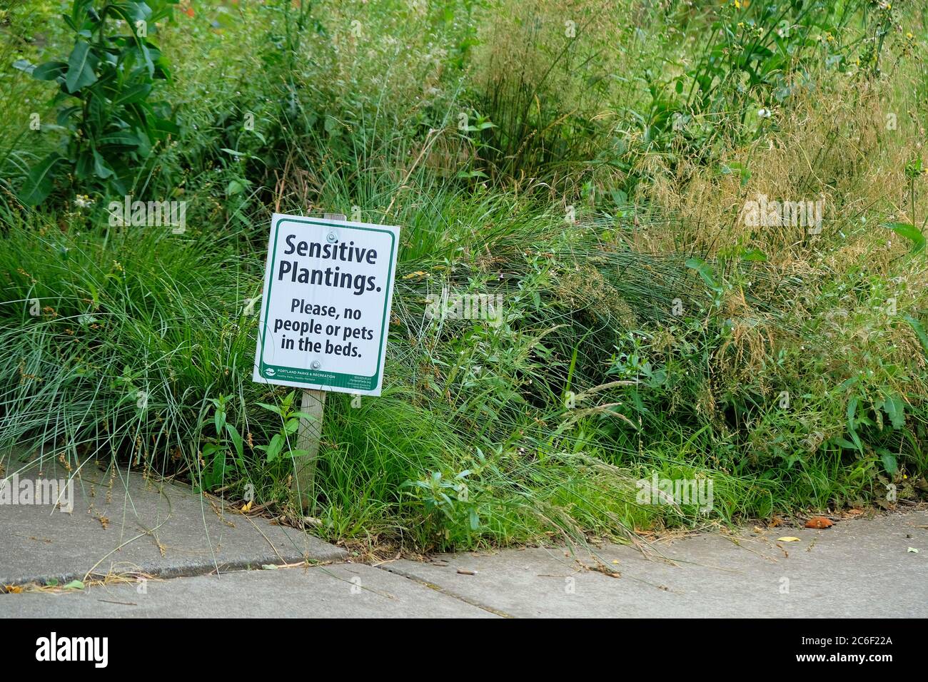 Melden Sie sich bei Personen oder Haustieren an, die in einem Stadtgarten in Portland, Oregon, USA, auf empfindliche Pflanzungen und Beete treten. Stockfoto