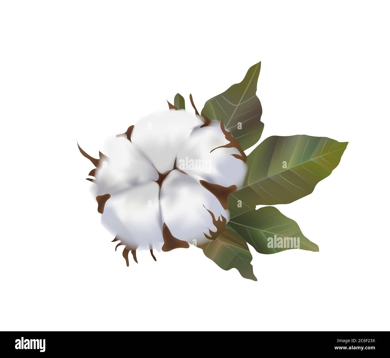 Schöne Baumwollblume realistisch auf weißem Hintergrund, Weichheit, Baumwollwolle, umweltfreundliche Rohstoffe Stock Vektor