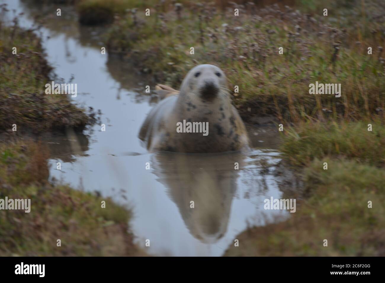 Robben und Robbenjungen bei Donna NOOK, Lincolnshire, Großbritannien Stockfoto