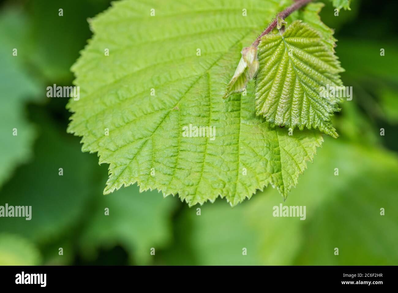 Juli Blätter von kleinen Haselbaum in Cornish Heckenhaus, zeigt spitze Spitze und Blattadern. Haselnüsse sind offensichtlich ein gemeinsames Essen. Stockfoto