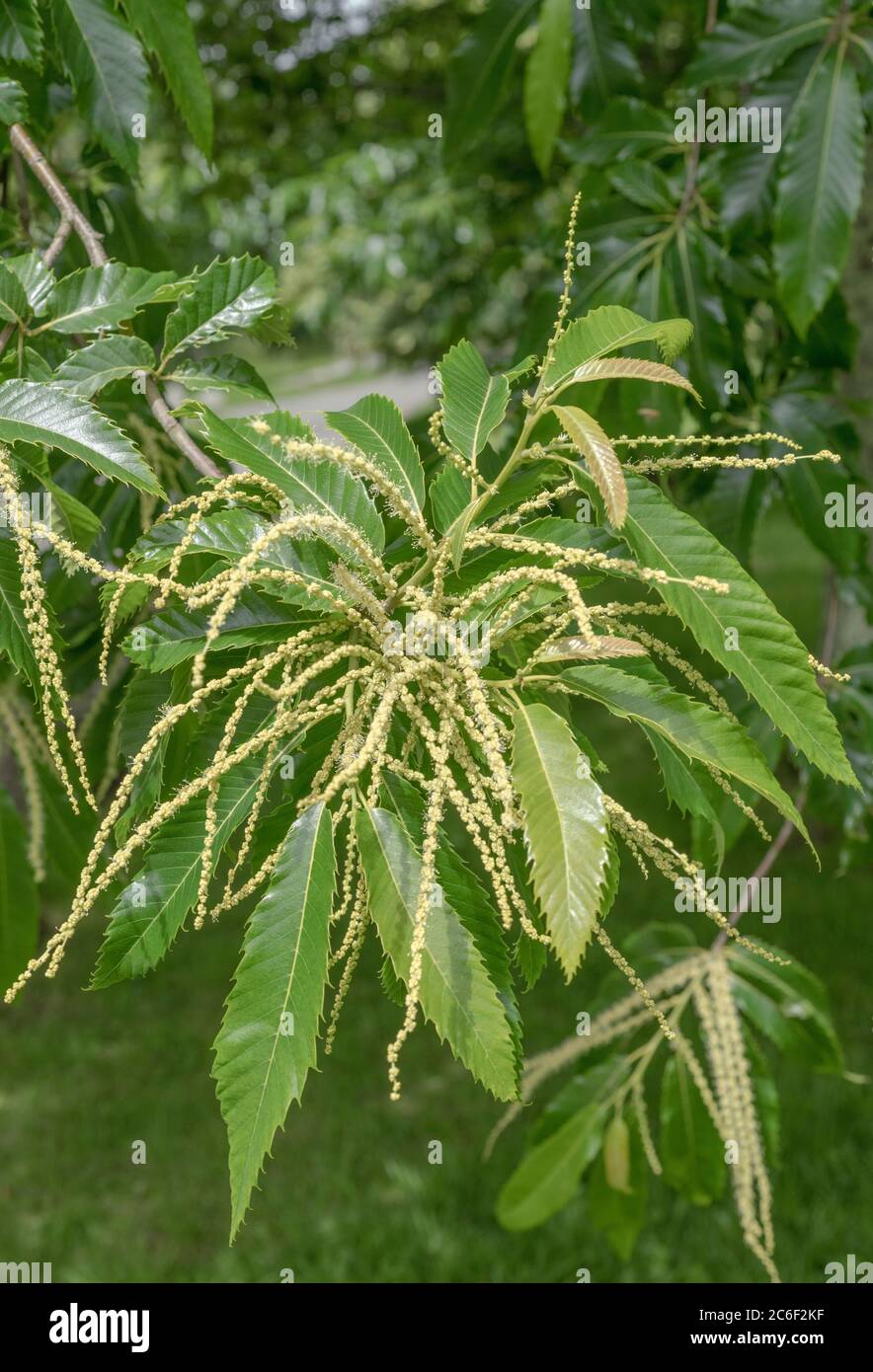 Lange blühende Katzenschnäpfel von Kastanienbaum / Castanea sativa. Männchen & FEM Blüten auf gleichen Ähren. Stockfoto