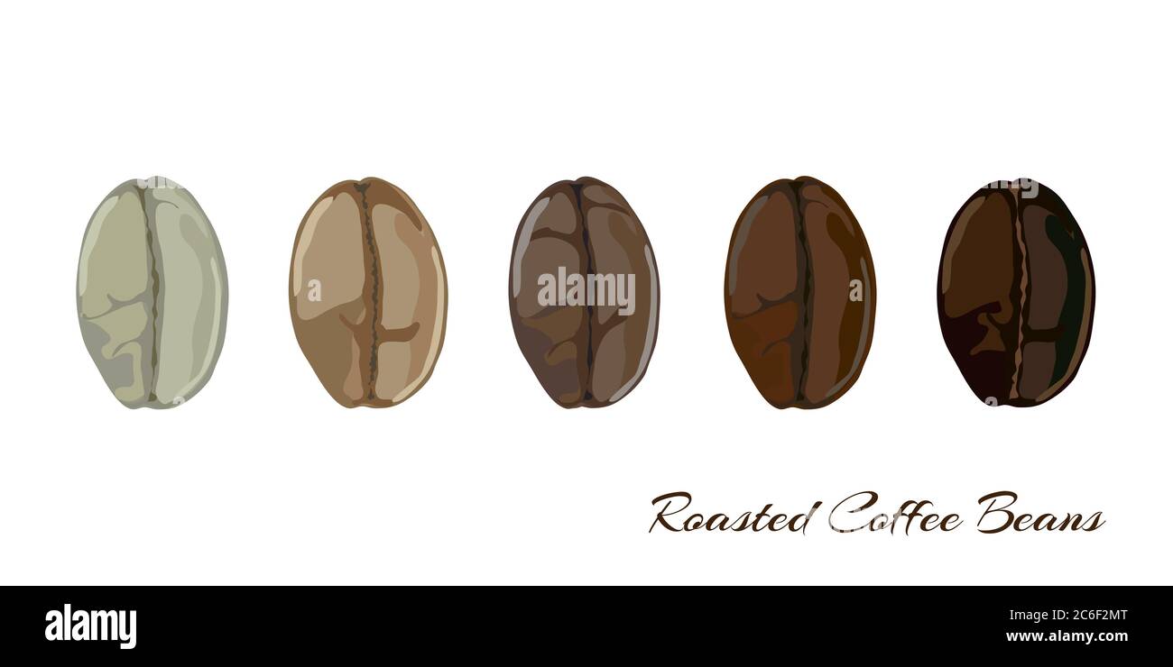 Kaffeebohnen zeigen verschiedene Rösterstufen von der grünen Bohne bis zu einer dunklen Röstung. EPS10-Vektorformat Stock Vektor