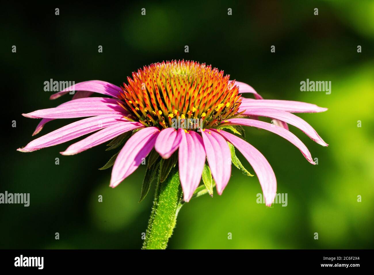 Echinacea purpurea Heilpflanze Blume close-up. Stockfoto
