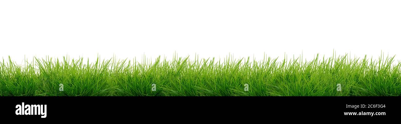 Banner - sattgrünes Gras freigestellt vor weißem Hintergrund Stockfoto