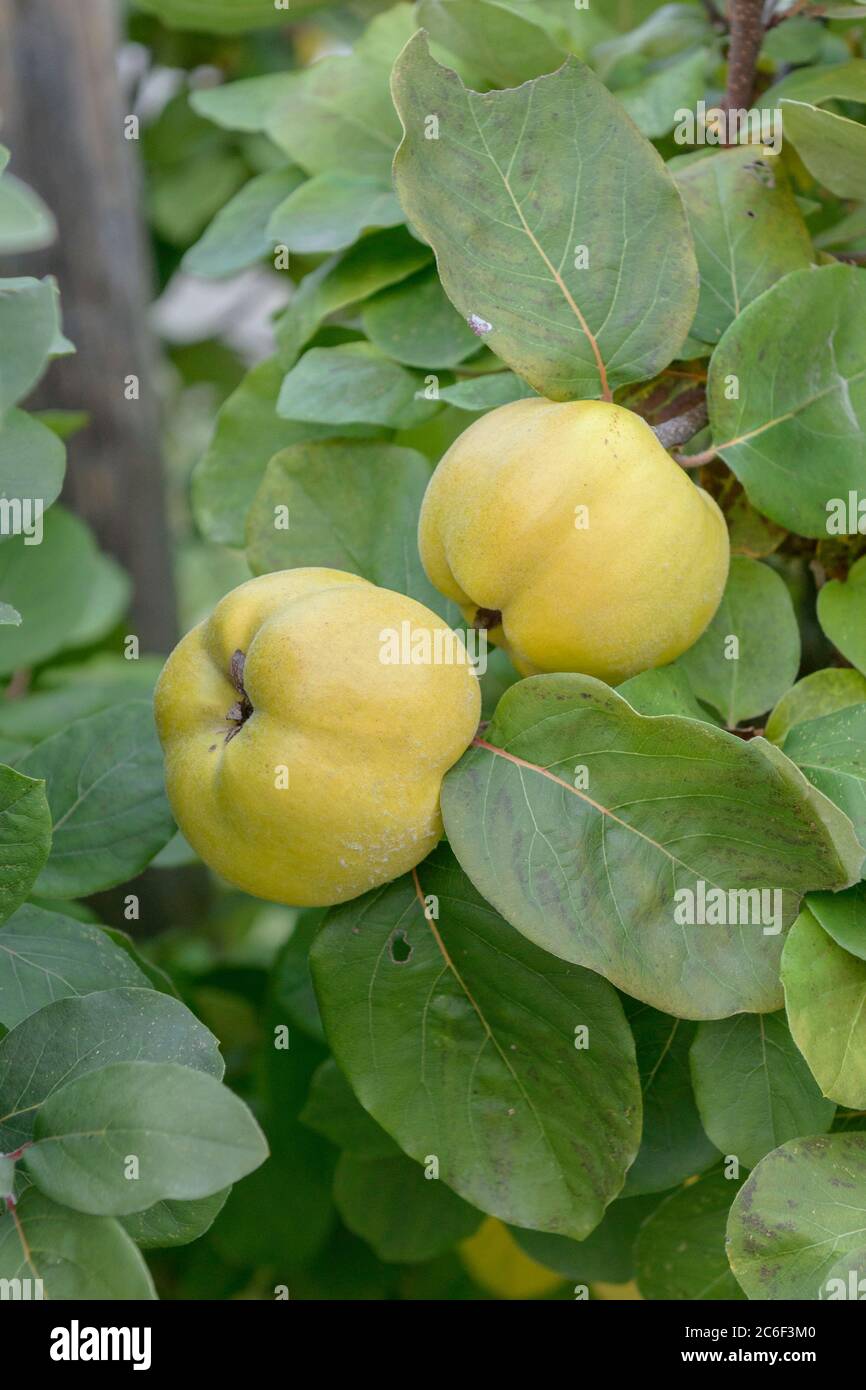 Apfel-Quitte, Cydonia oblonga Konstantinopeler, Apfelquitte, Cydonia oblonga Konstantinopel Stockfoto