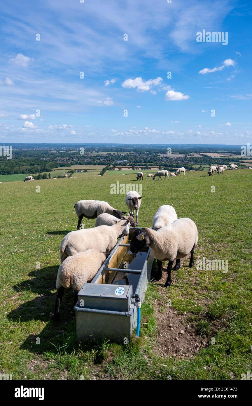 Schafe weiden auf den South Downs in Clayton nördlich von Brighton in East Sussex Großbritannien Stockfoto