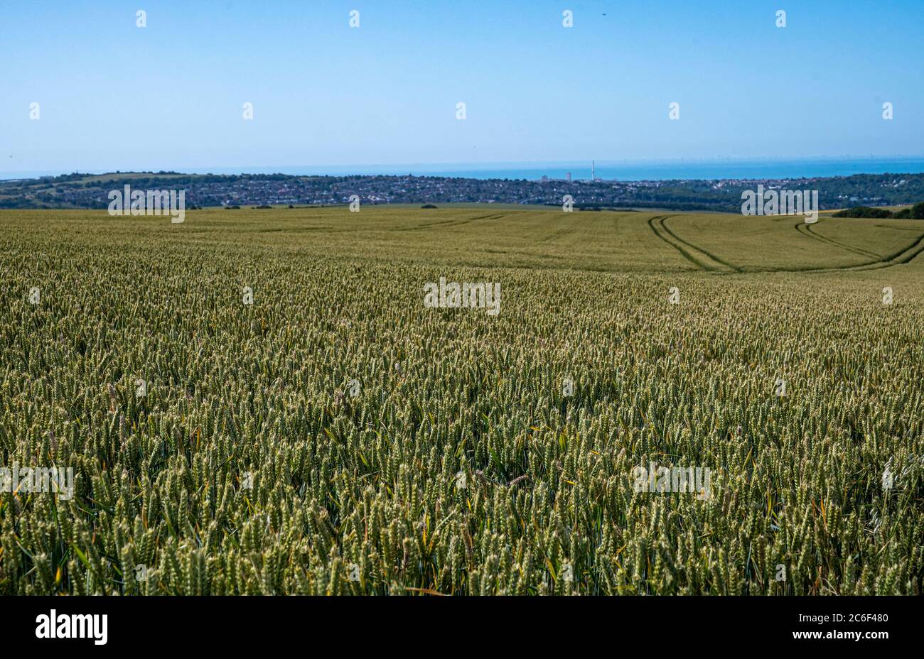 Weizenfelder South Downs Way in Clayton nördlich von Brighton in East Sussex UK Stockfoto