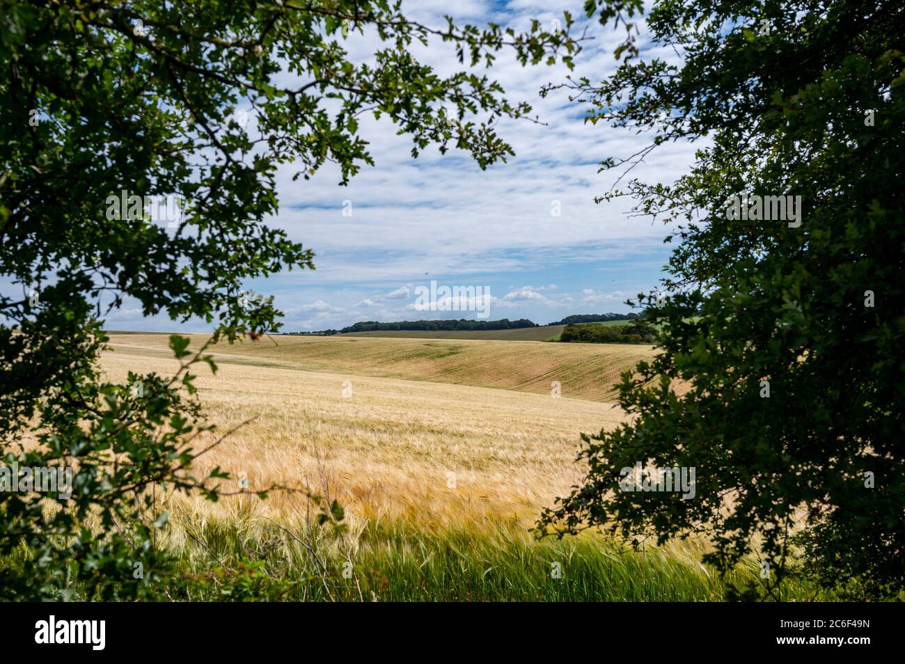 Blick über Weizenfelder auf South Downs nördlich von Brighton East Sussex UK Stockfoto