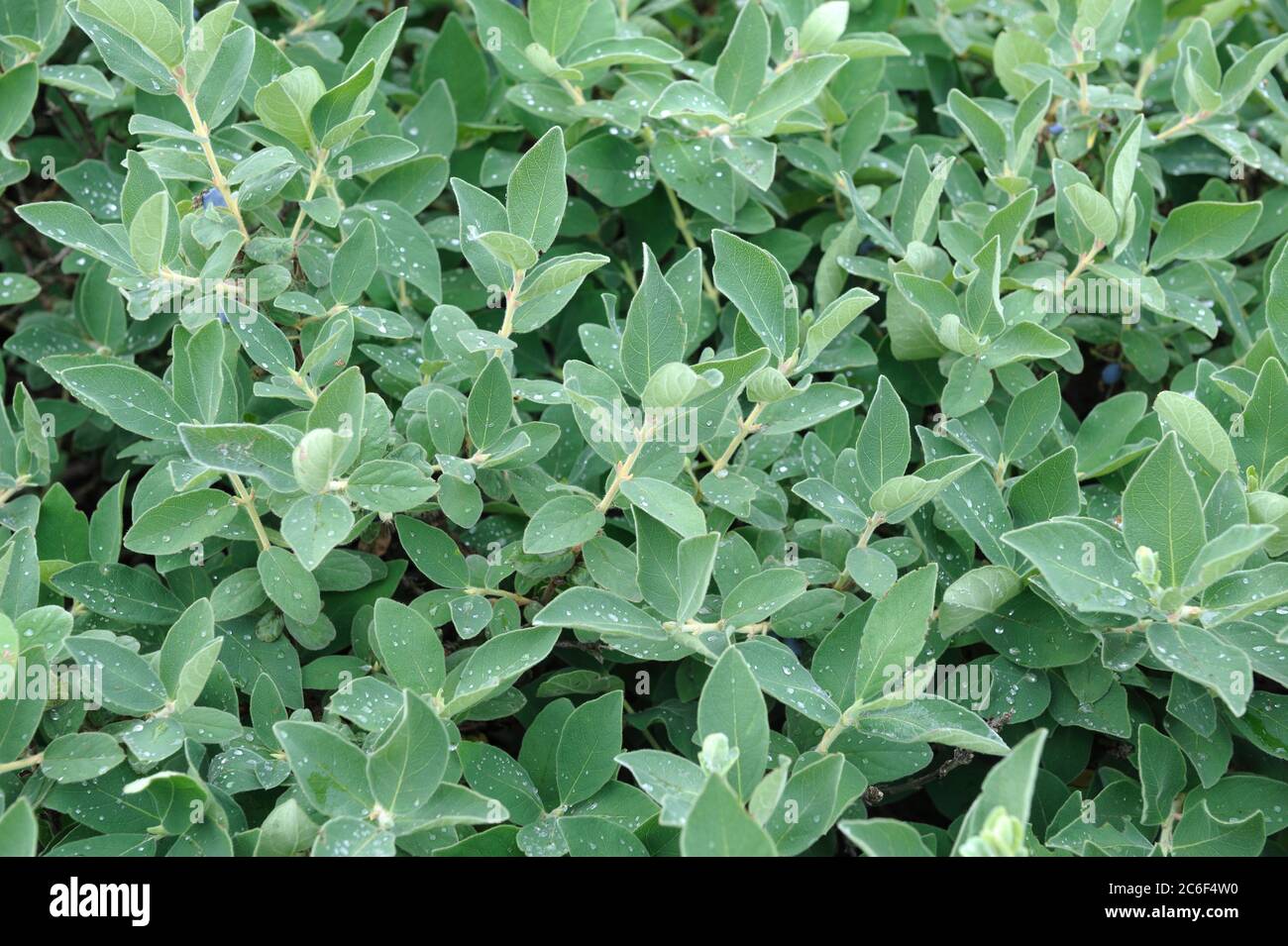 Maibeere, Lonicera caerulea var. kamtschatica, Maibeere, Lonicera caerulea var. Kamtschatica Stockfoto