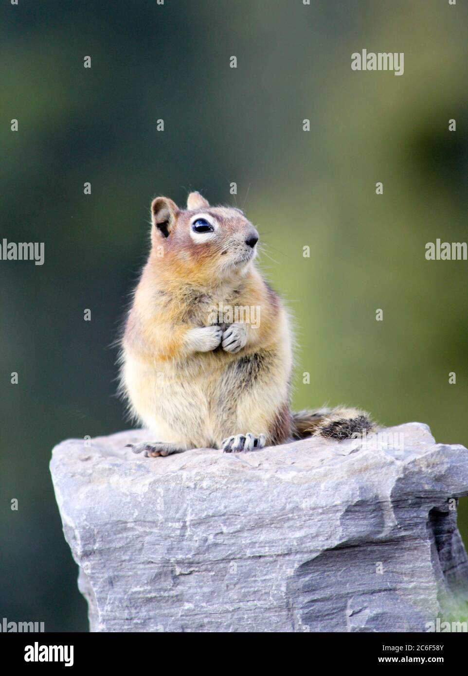 Goldbemannte Erdhörnchen (Callospermophilus lateralis) auf einem Felsen am Lake Louise, Kanada Stockfoto