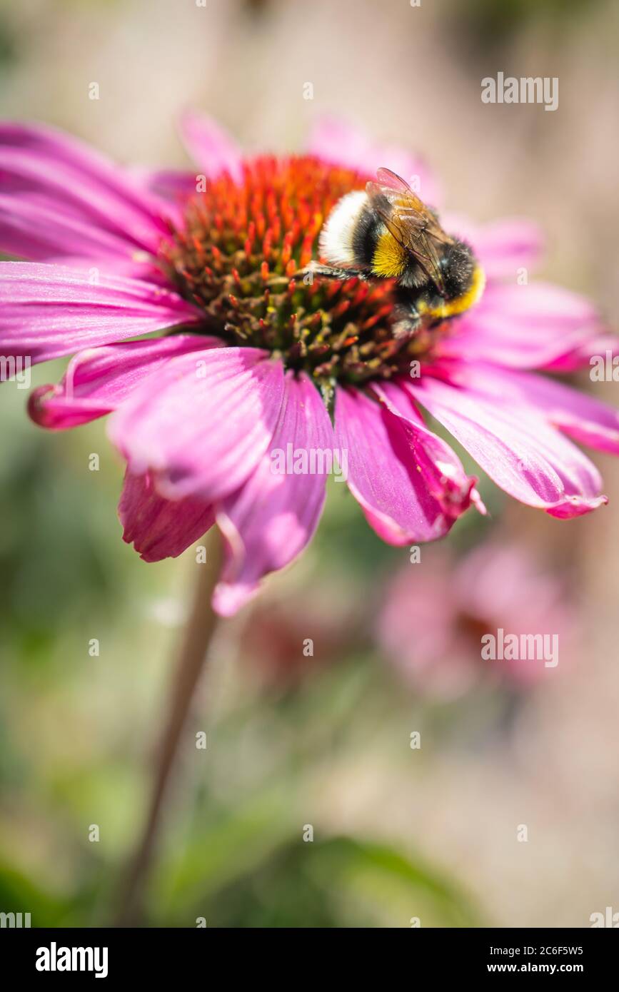 Ein rosa Echinacea, Koneflower, mit einer weißen schwänzigen bombus lucorum Hummel auf der Oberseite. Die Biene hat ihren Rücken zur Kamera und die Streifen und den weißen Schwanz c Stockfoto