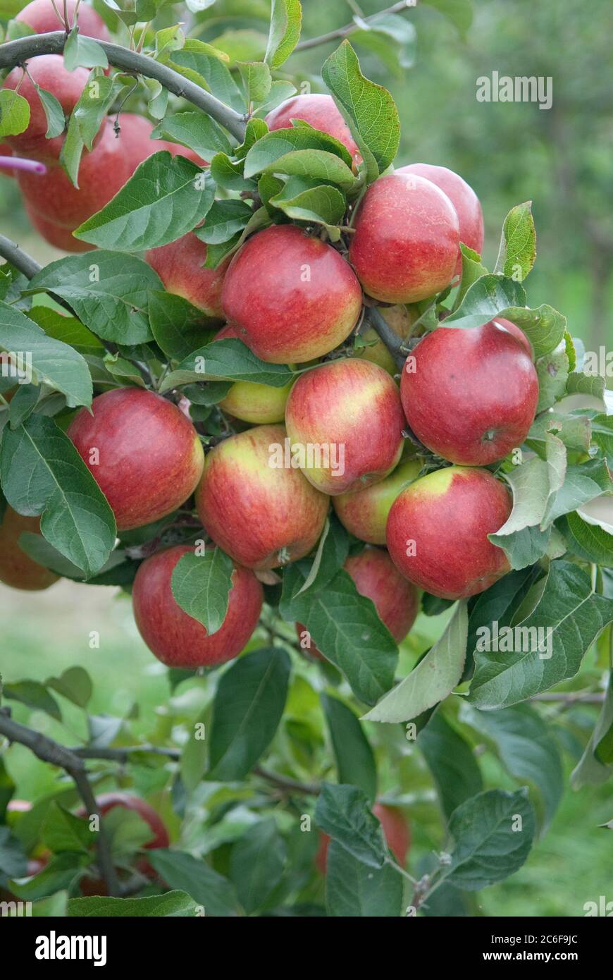 Apfel, Malus domestica Pilot, Apfel, Malus domestica Pilot Stockfoto