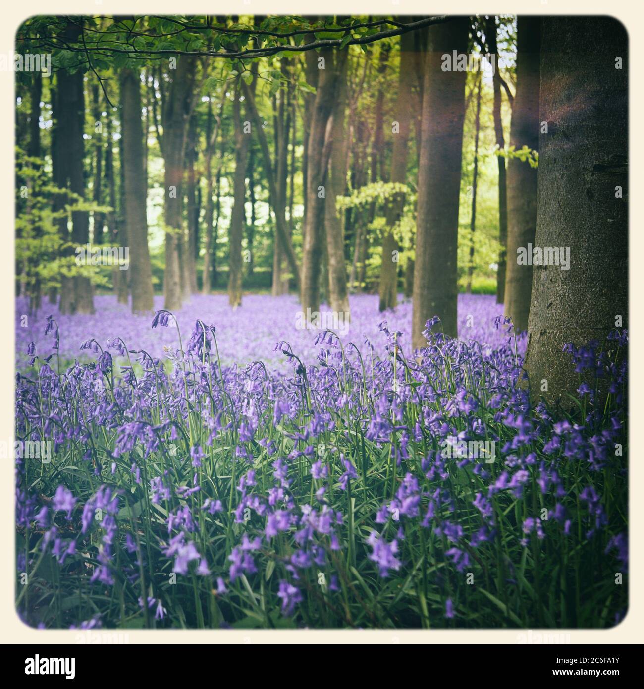 Bluebells in einem Wald in Hampshire, Großbritannien. Gefiltert, um wie ein veraltertes Sofortfoto zu aussehen. Stockfoto