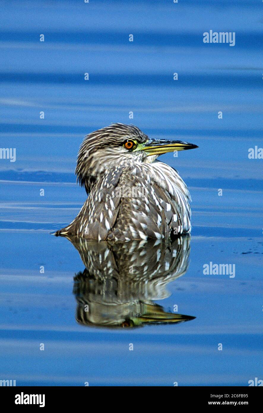 Jungtiere Schwarzkronenreiher kühlen ab Stockfoto