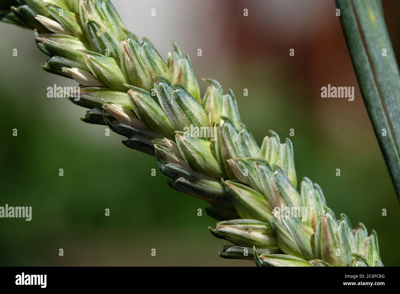 Weizen ist ein Gras für seine Samen angebaut, ein Getreide, das ist weltweit ein Grundnahrungsmittel. Stockfoto