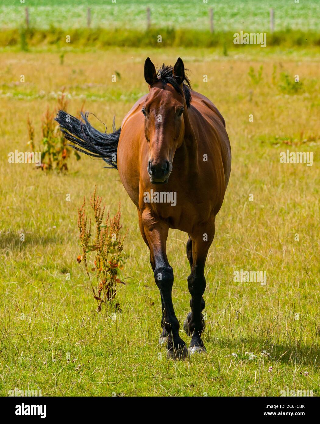 Braunes Pferd im Grasfeld mit schwingendem Schwanz in Sommersonne, East Lothian, Schottland, UK Stockfoto