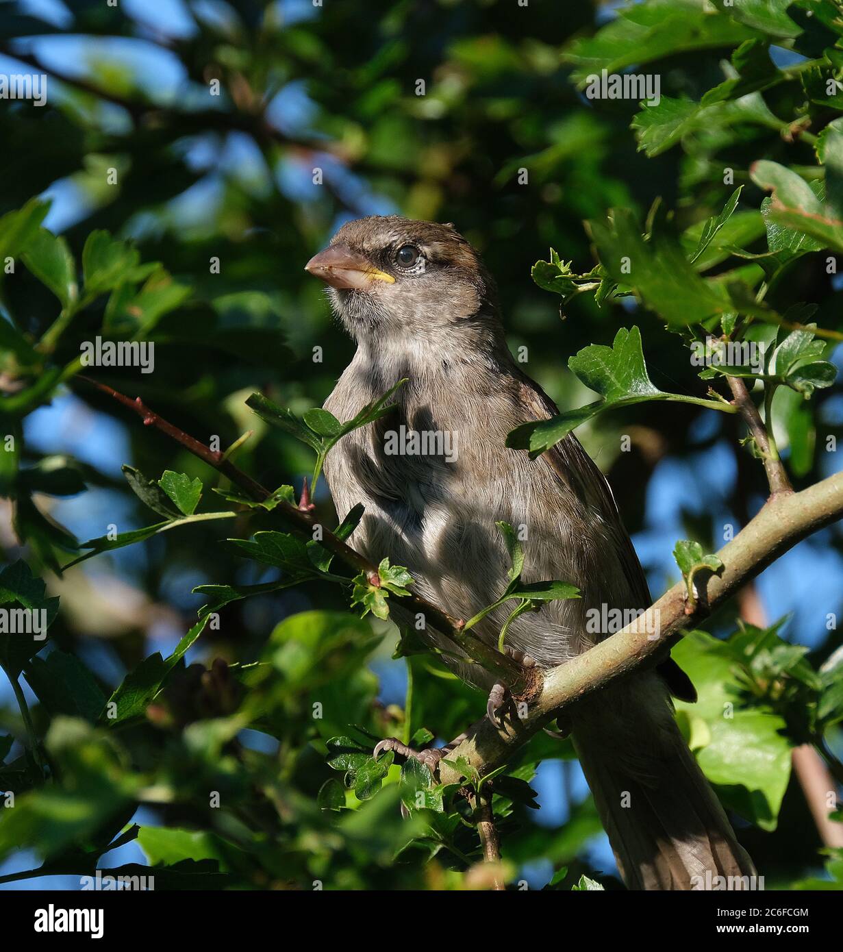 Haus Spatzen auf der Suche nach Nahrung in städtischen Garten. Stockfoto