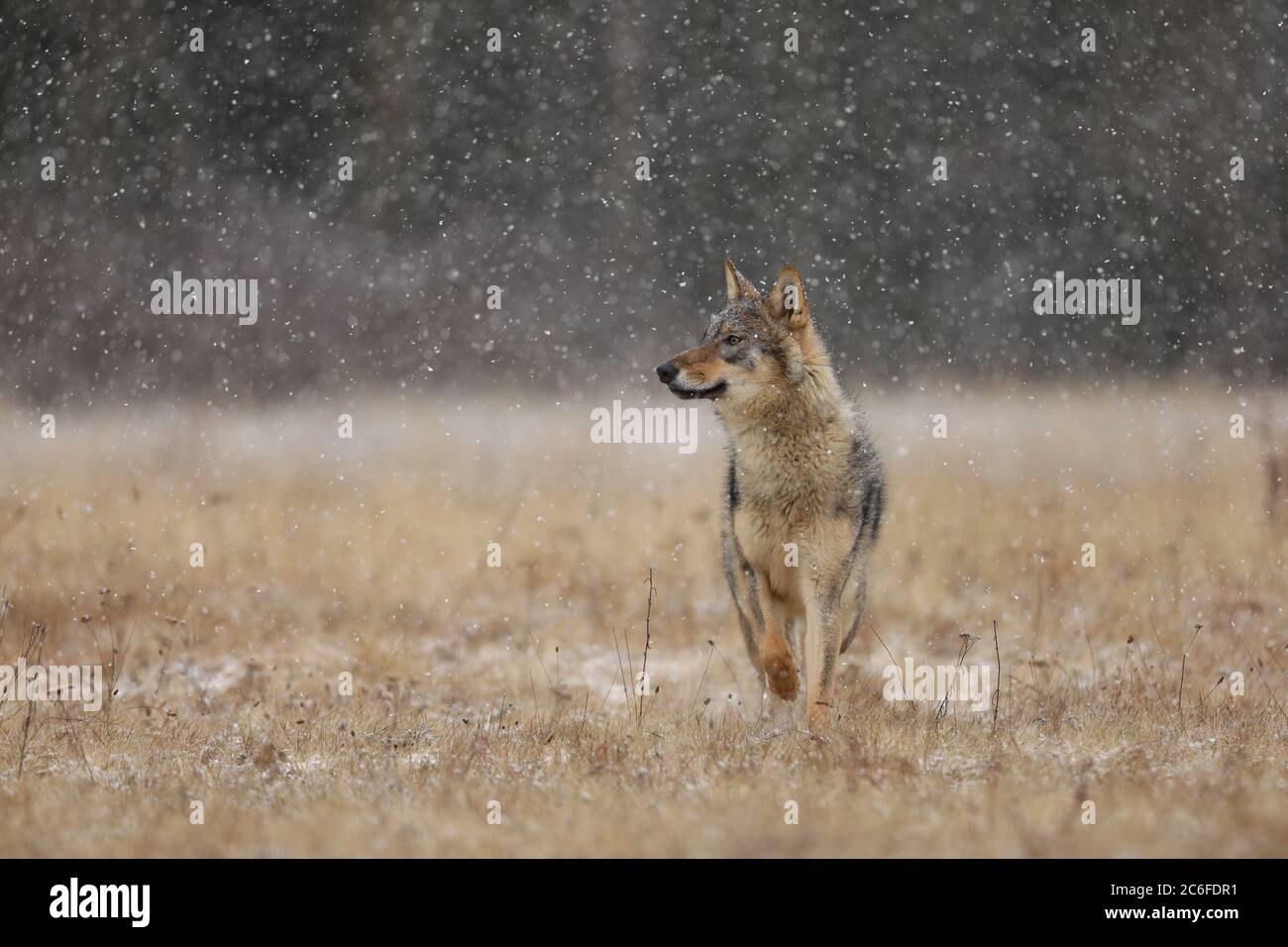 Wolf aus Finnland. Grauer Wolf, Canis lupus, im frühen Winter, auf der Wiese in der Nähe des Waldes. Wolf im Naturlebensraum. Wild.Wächter mit Stanging Stockfoto