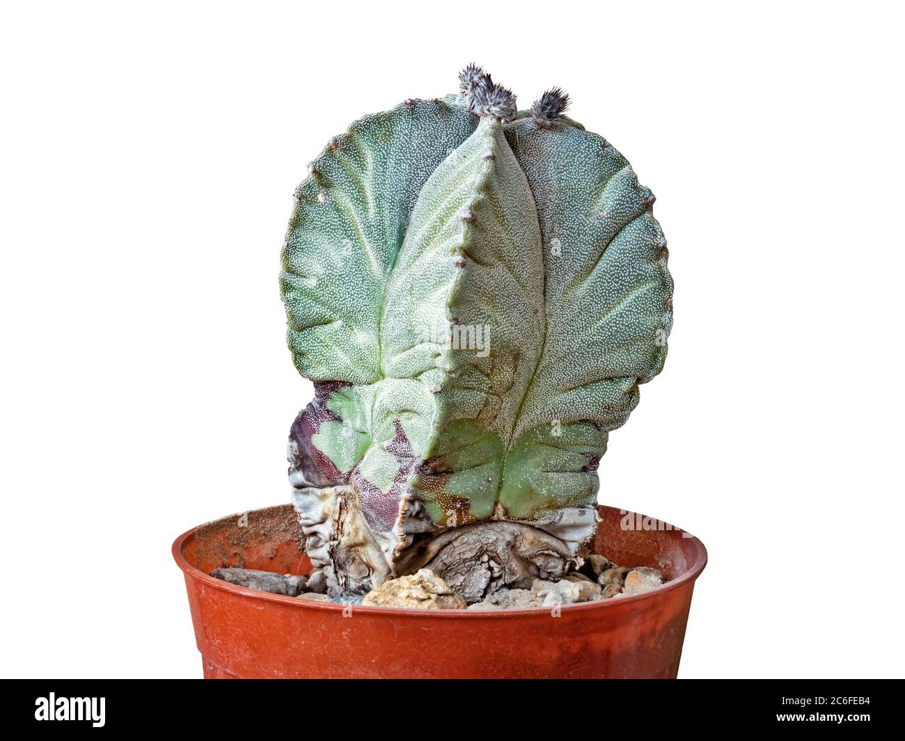 monstera blumen Monstera deliciosa Variegata Rarität - absolut selten