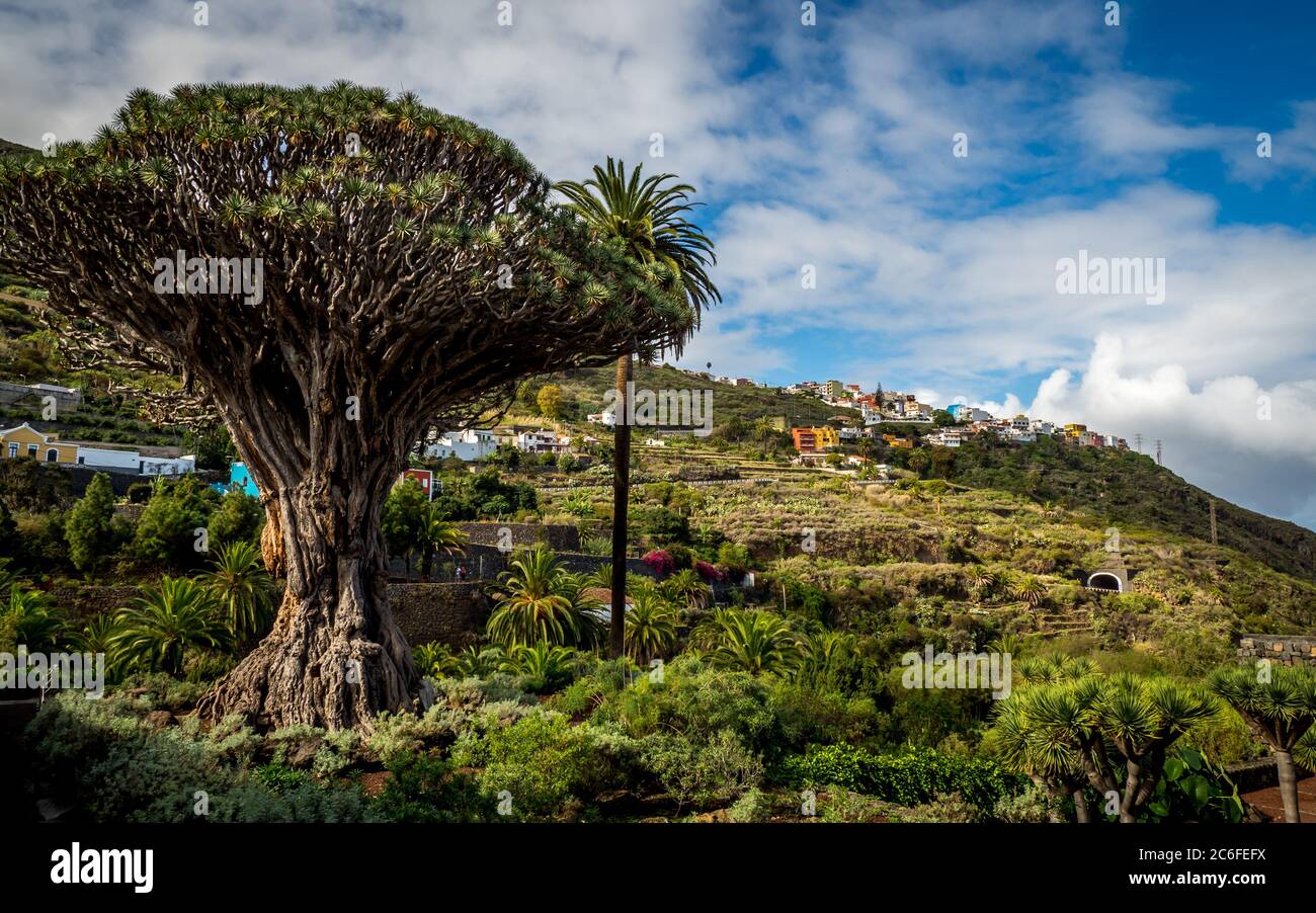 Berühmter Welterbe Kandidat 1000 Jahre alten Drachenbaum drago milenario vor den Hügeln der beliebten kanarischen Stadt icod de los vinos, teneriffa Stockfoto