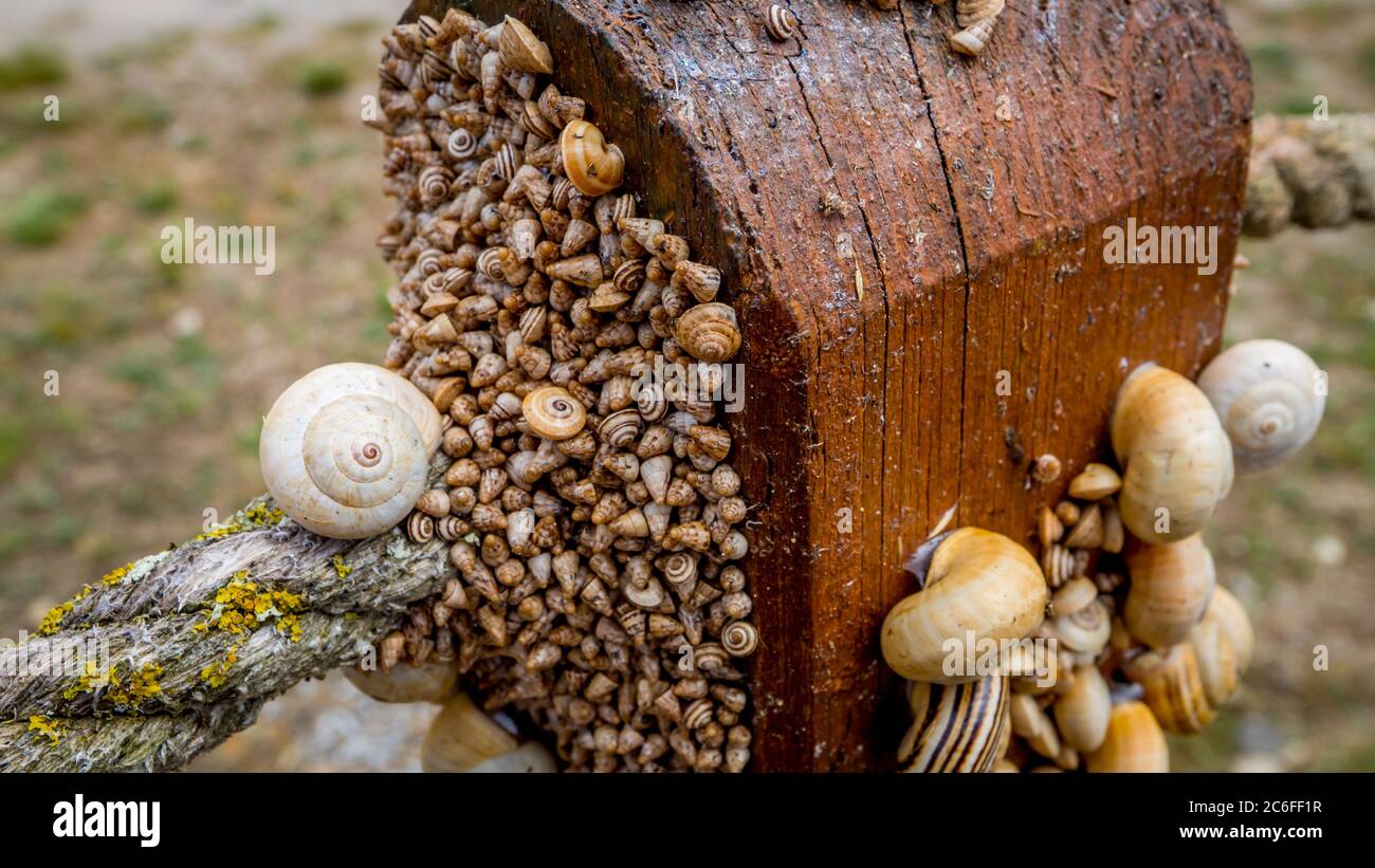 Eine große Menge kleiner und großer weißer und bräunlicher Schnecken bedeckt einen Pol und ein Seil in Clustern Stockfoto