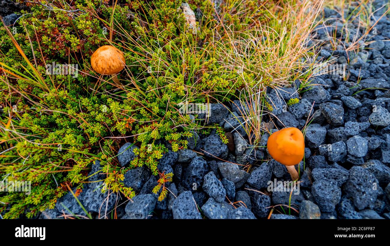 Zwei Pilze wachsen draußen zwischen Moos, Gräsern und Lavasteinen auf unterschiedlichem Gelände Stockfoto