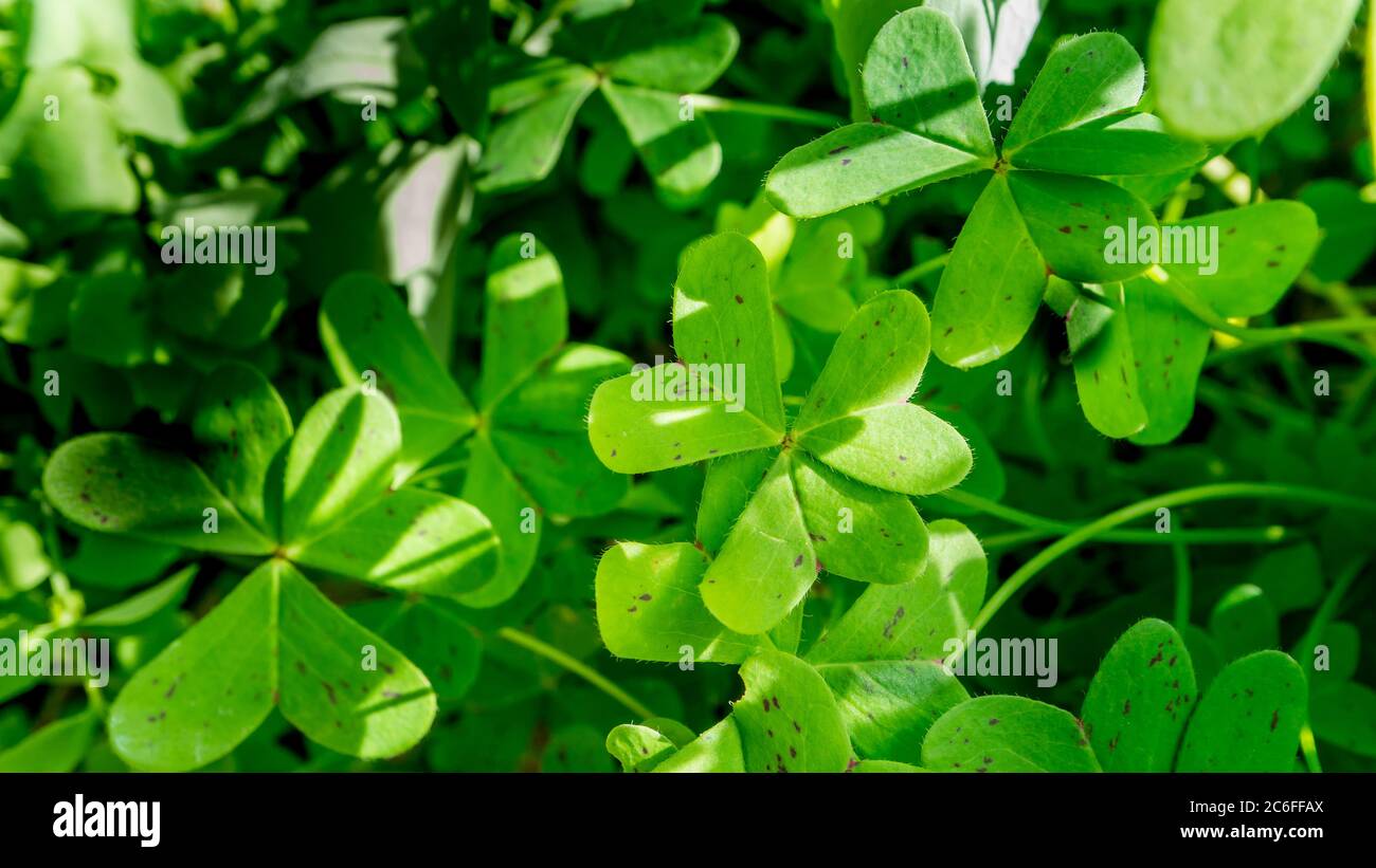 Gruppe von intensiven grünen Trefoils im Sonnenlicht Stockfoto