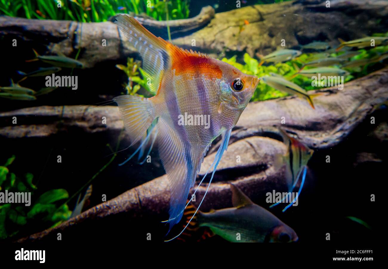 Ein bunter Cichliden-Fisch (pterophyllum scalare) schwimmt unter Wasser in einem Süßwasseraquarium vor einem dekorativen Aquascape Stockfoto