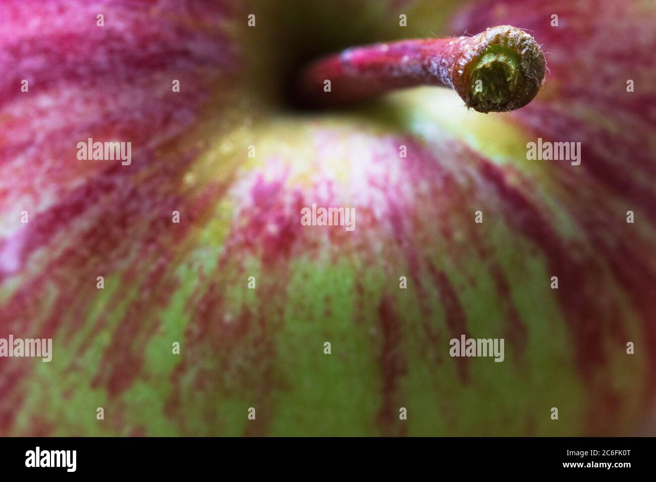 Die Makroaufnahme eines frisch gepflückten Erbbauapfels (Malus domestica) zeigt seine Spuren und Schattierungen. Stockfoto