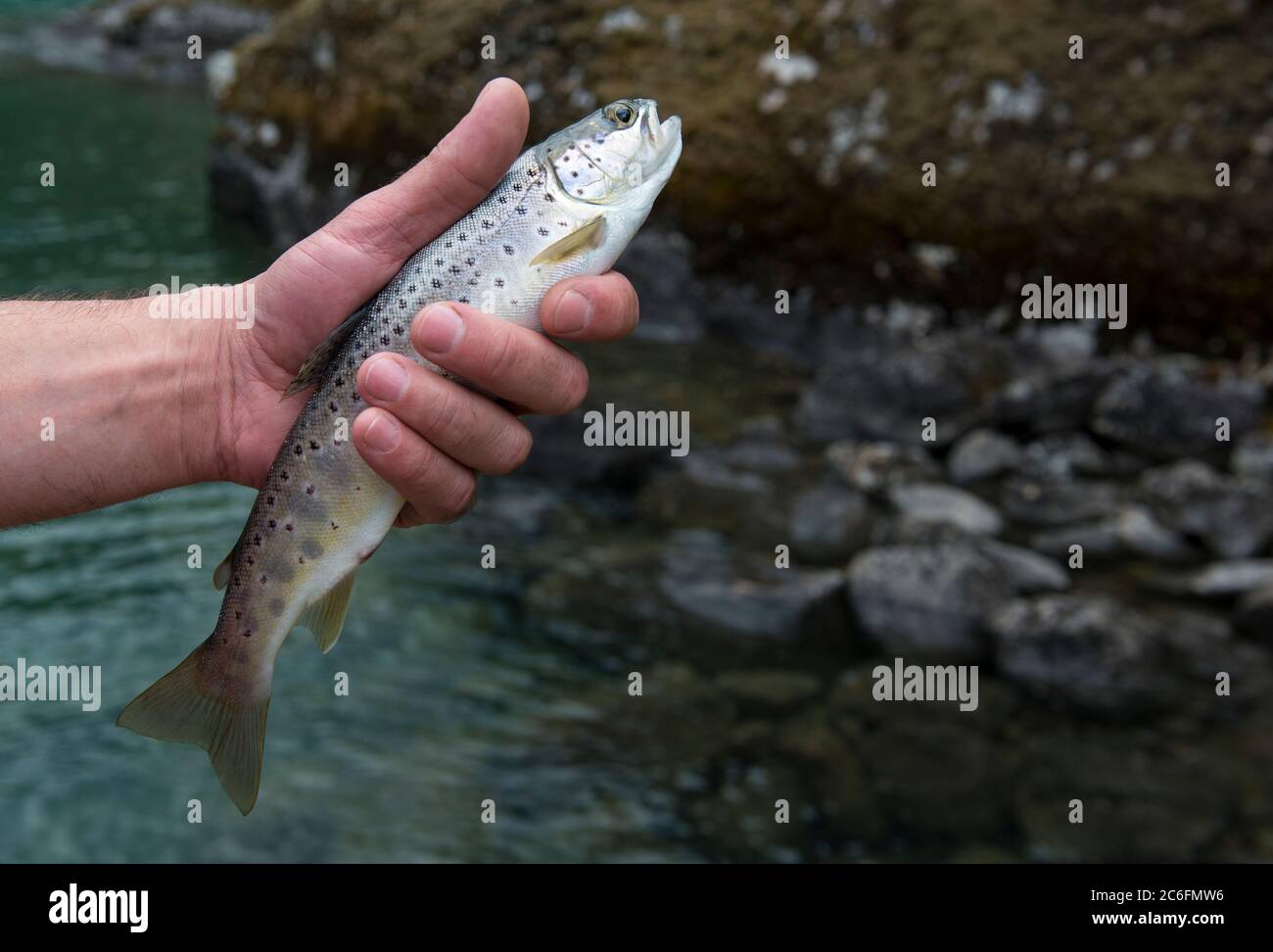 Frisch gefangener kleiner Regenbogenforellenfisch in der Hand eines Fischers. Vor dem Loslassen Norwegen Stockfoto