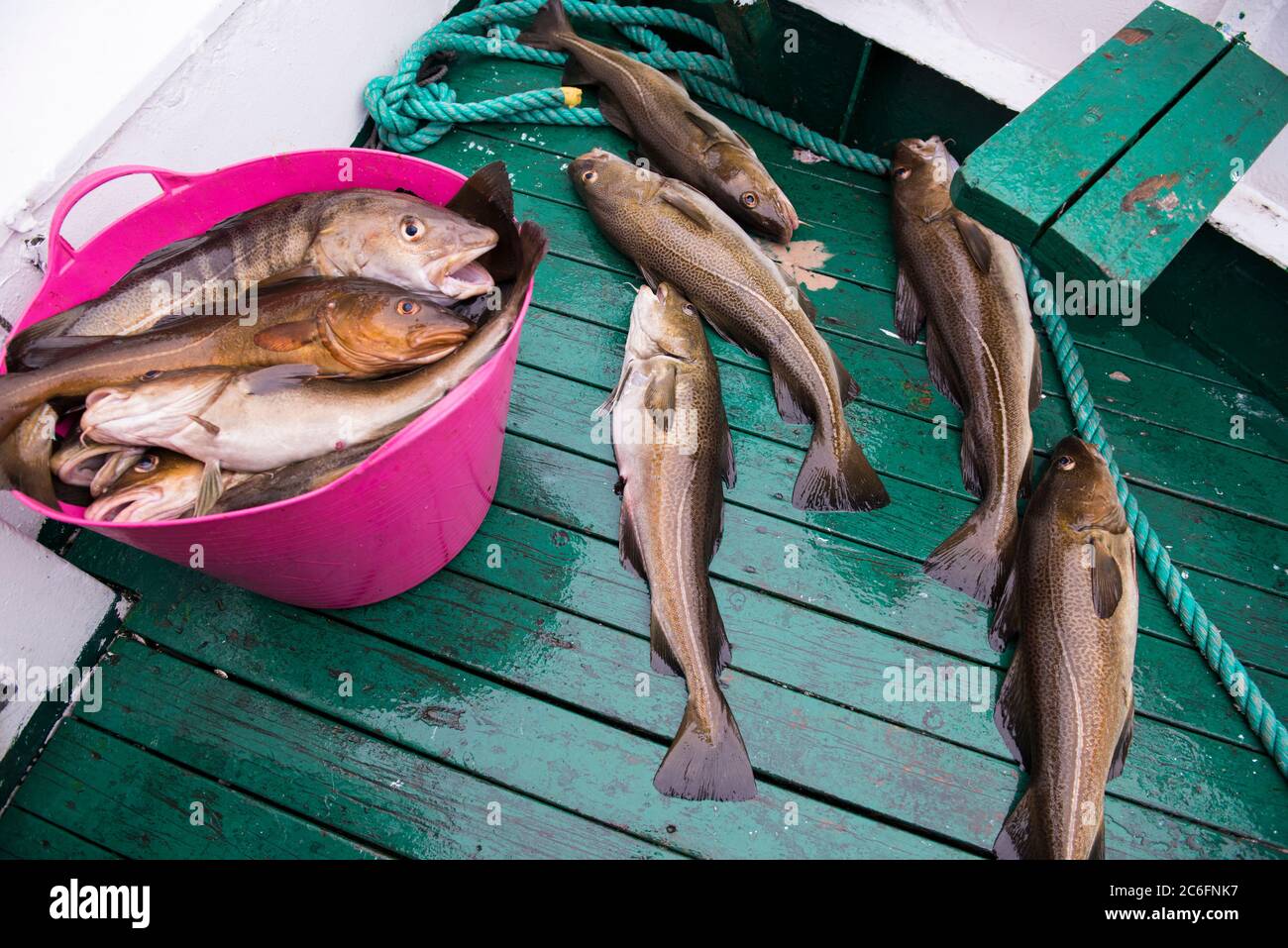 Frischer Kabeljau auf dem Holzboot, Meer- und Meeresfischen, Island Stockfoto