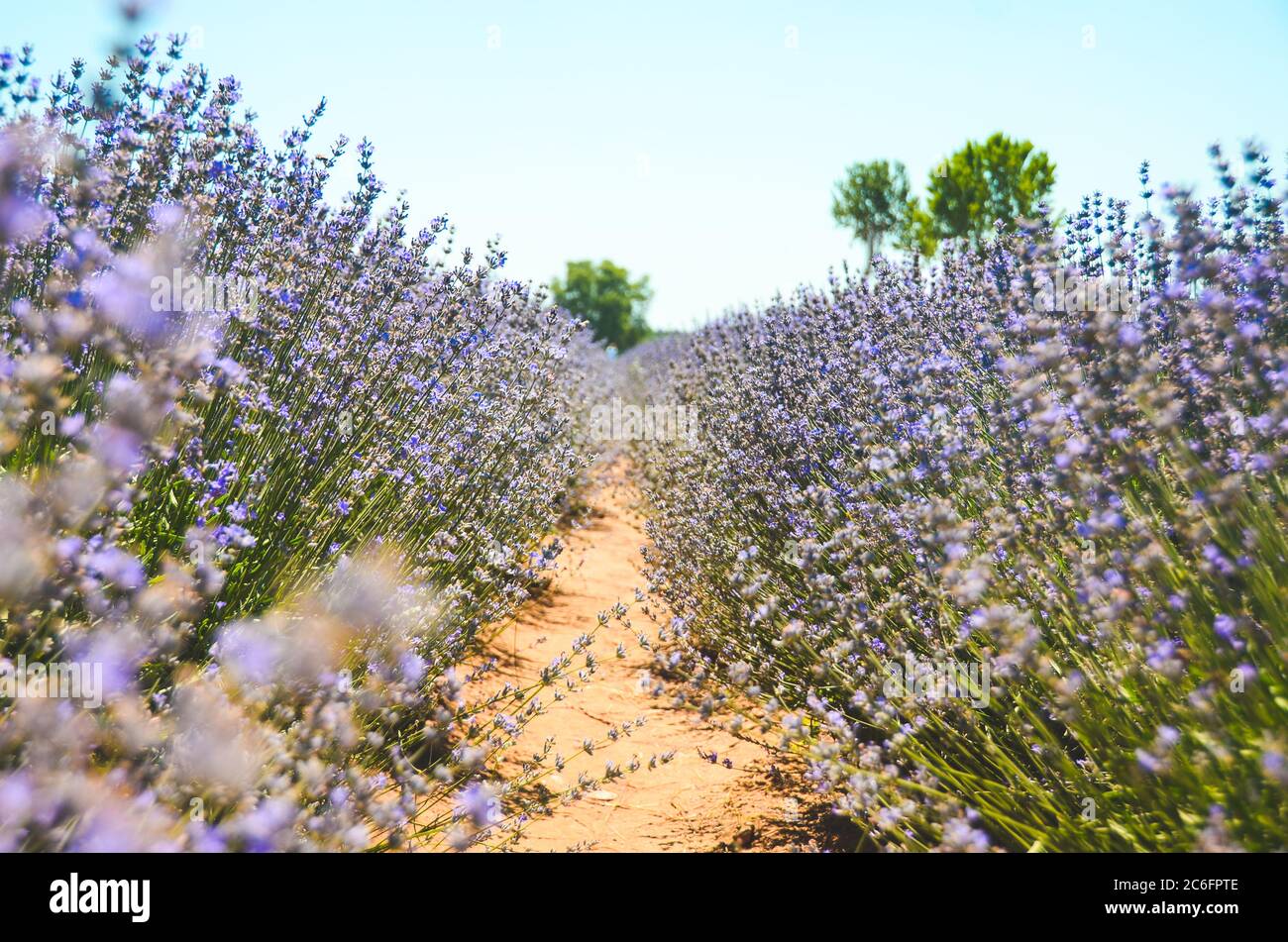 Lavendelfeld von Edirne Stadt, Türkei Stockfoto
