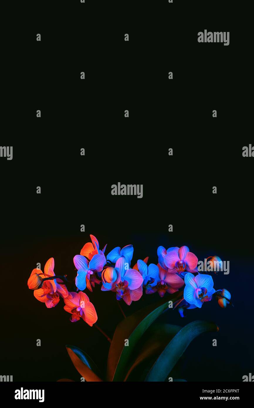 Helle Orchideenblumen sind phalenopsis, die durch Neonlicht auf einem schwarzen Hintergrund beleuchtet wird. Stockfoto