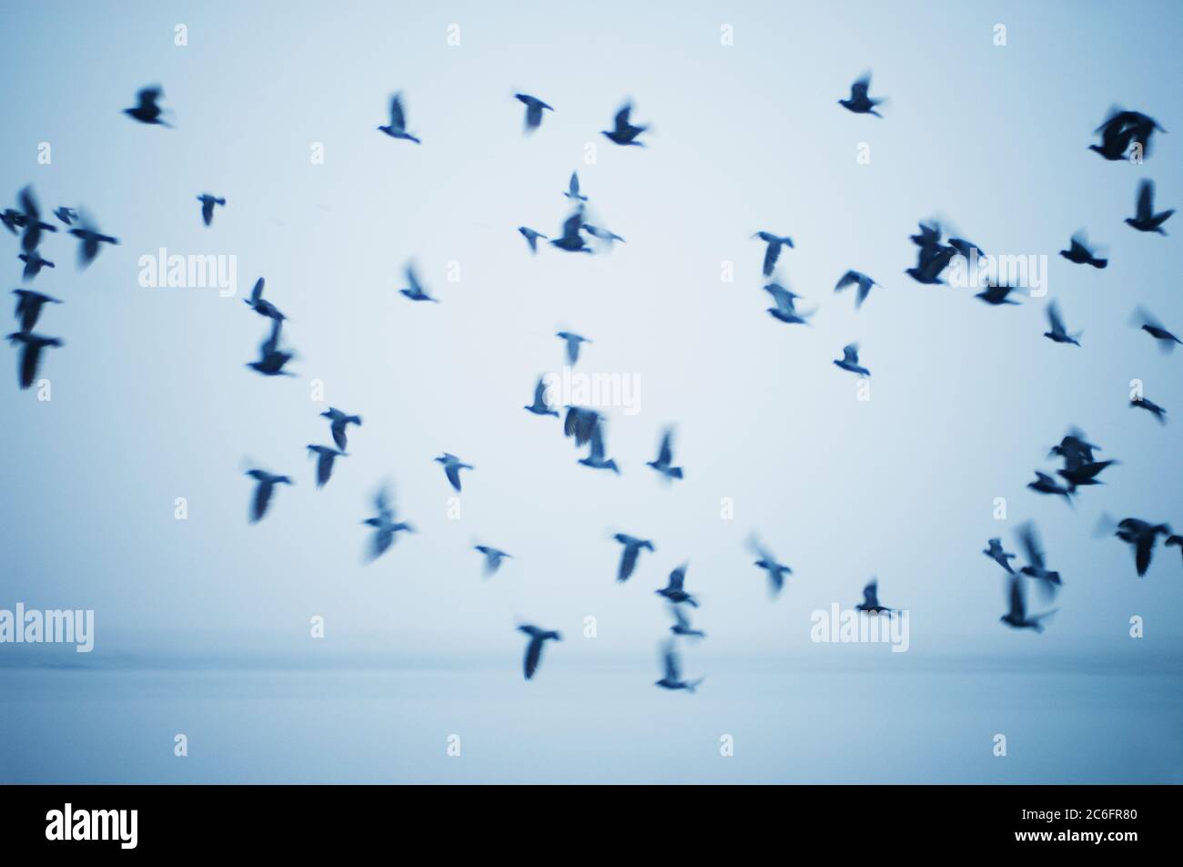 Vögel am Himmel, Varanasi, Indien Stockfoto Vögel am Himmel, Varanasi, Indien Stockfoto