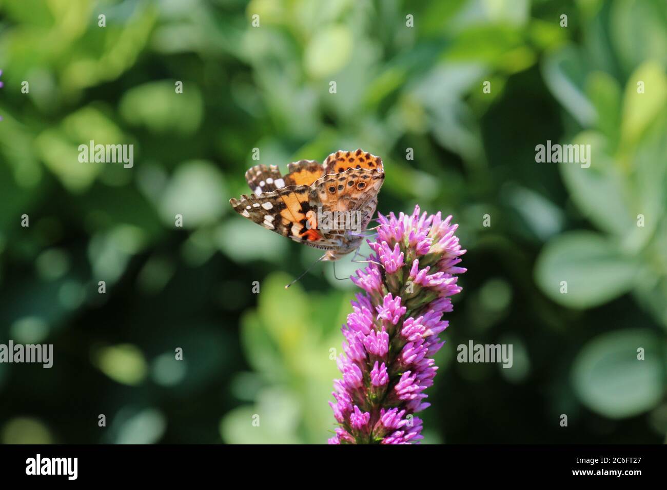 Seitenansicht eines gemalten Lady Butterfly mit Flügeln teilweise offen sitzend auf einer Liatris Blume im Sommer in Wisconsin, USA Stockfoto