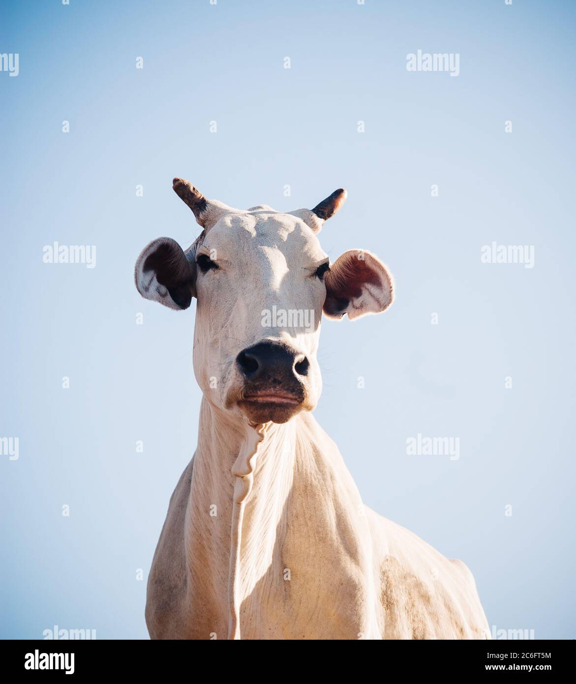 Kuh auf blauem Himmel Hintergrund, Jaipur, Rajasthan, Indien Stockfoto