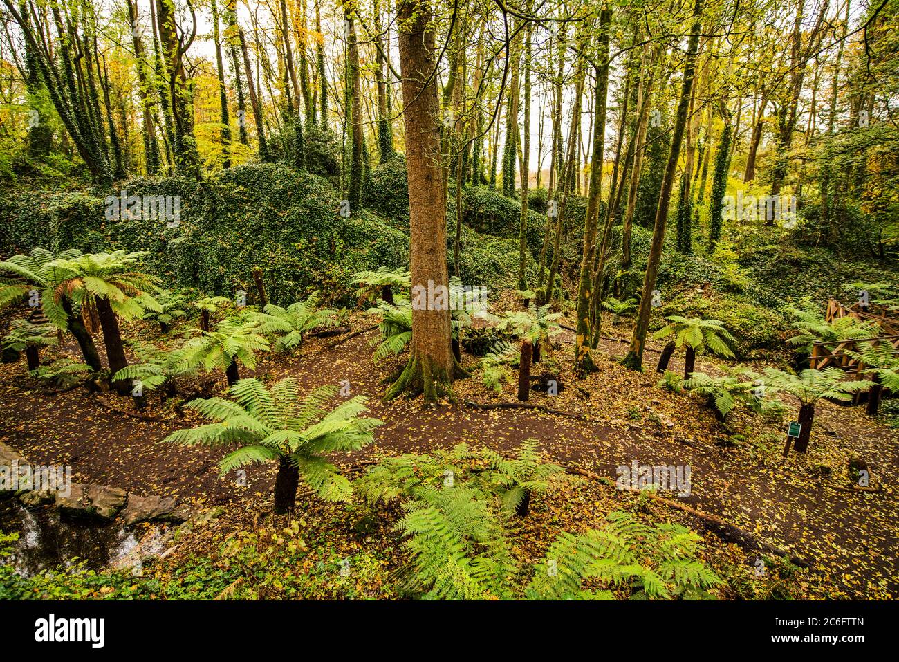 Wald in Cork, Irland Stockfoto