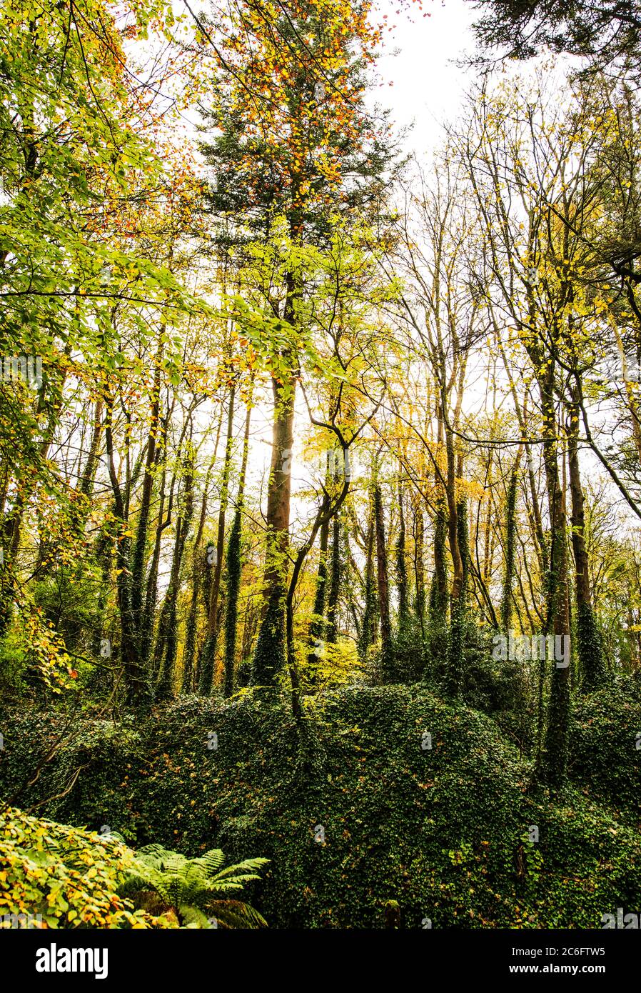 Wald im Herbst, Cork, Irland Stockfoto