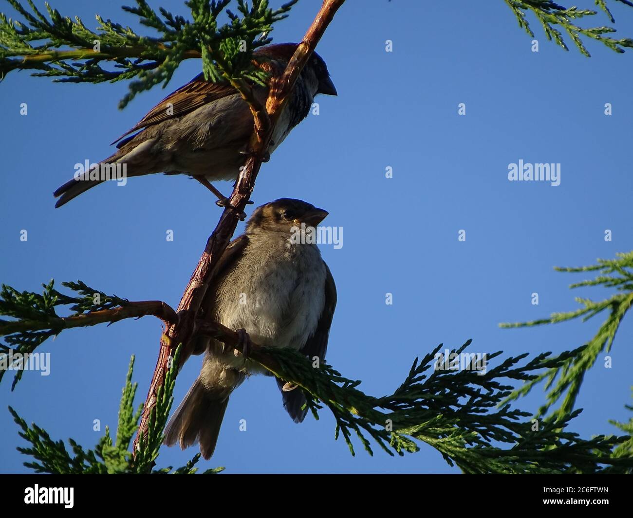 Zwei Sperlinge sitzen in einem Baum. Stockfoto
