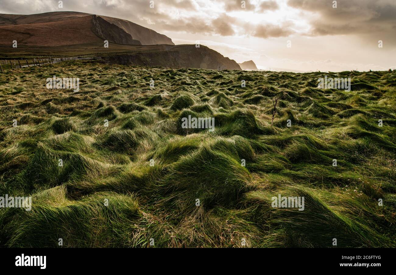 Cliffs of Kerry, Irland Stockfoto
