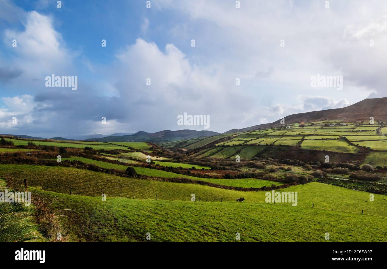 Ackerland in Dingle, Irland Stockfoto