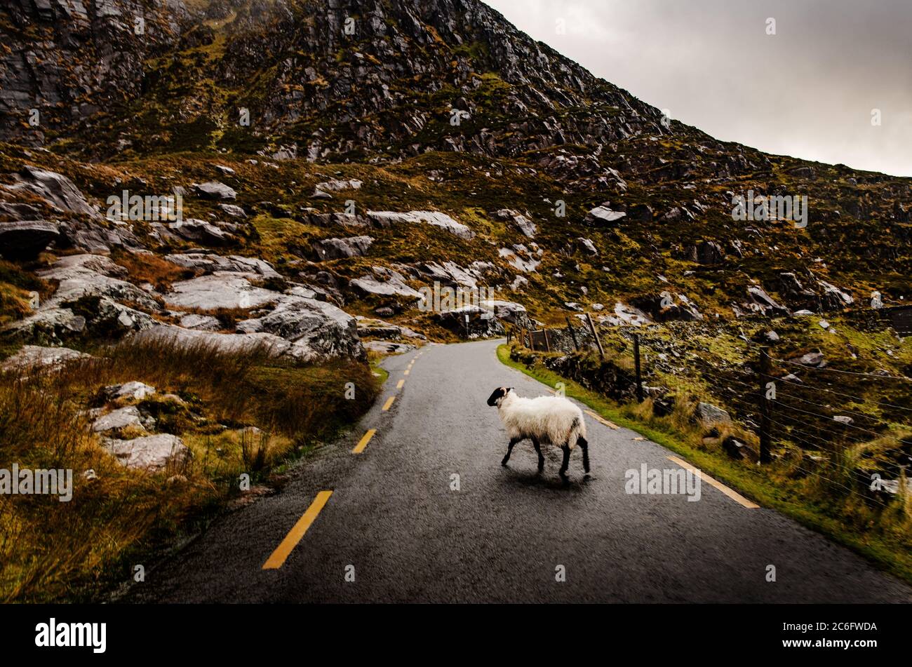 Schafe überqueren die Straße in Killarney, Irland Stockfoto