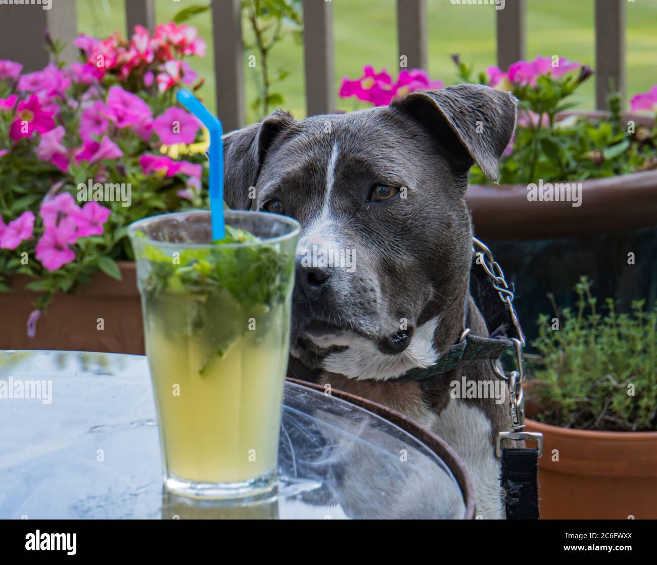 Grauer Pitbull, der im Sommer einen köstlichen erfrischenden Mojito-Cocktail erblickt Stockfoto