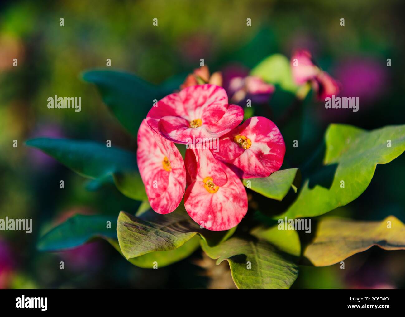 Nahaufnahme von Pink Lotus Water Lily, Luang Prabang, Laos, Südostasien Stockfoto