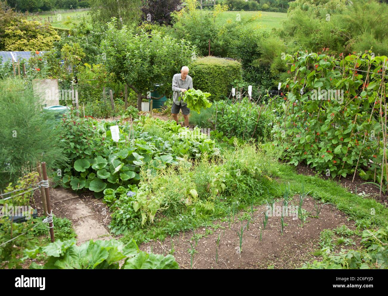 Älterer männlicher Gärtner, der Schweizer Mangold in einem blühenden Gemüsegarten erntet Stockfoto